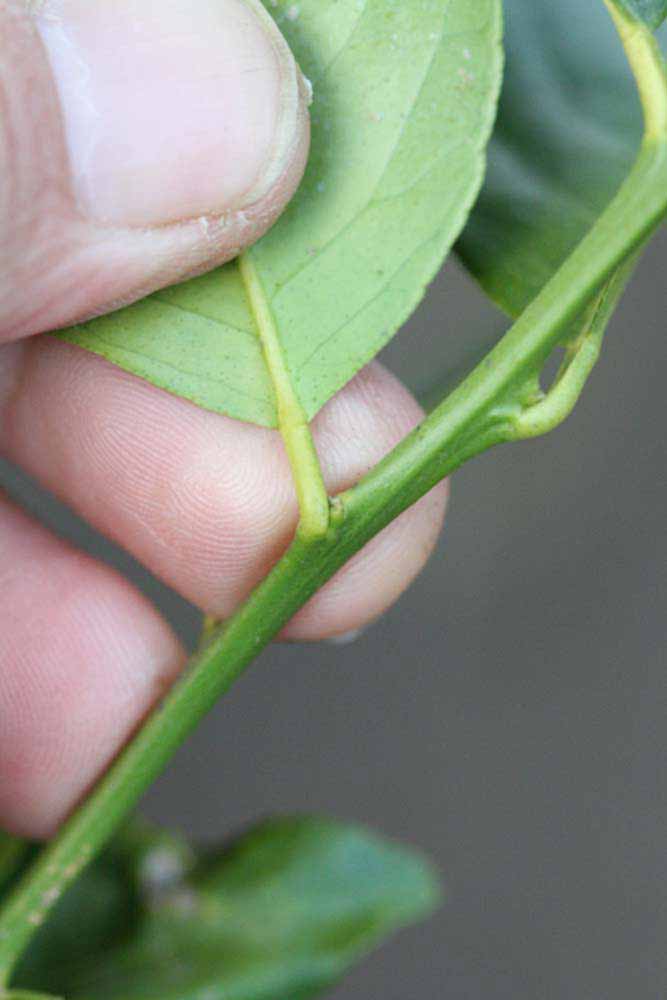              Petiole (Schaub, Riverside, CA)       